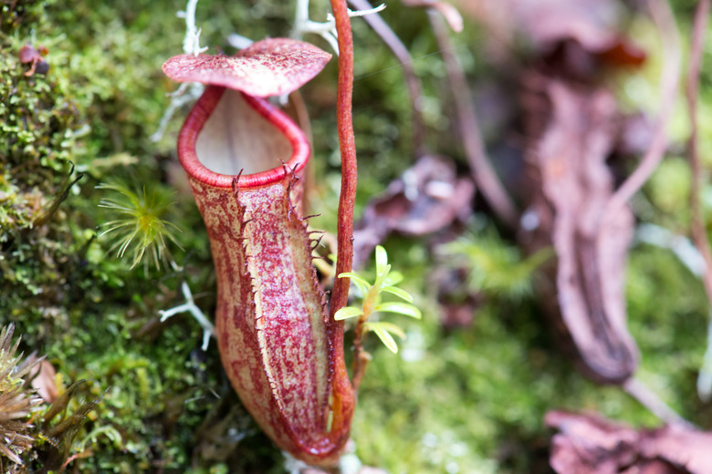 Pitcher plant