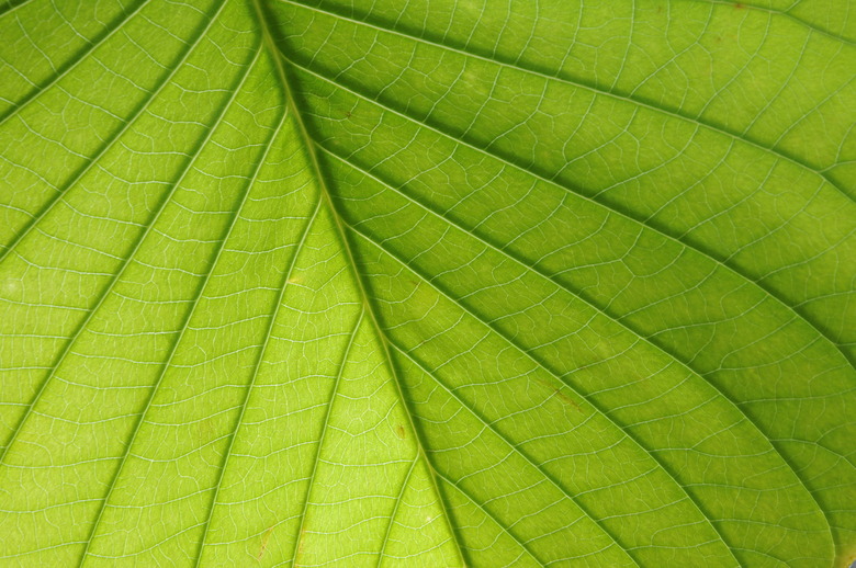 Green Leaf Surface