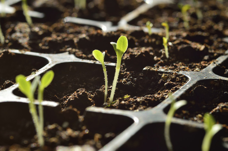 Gardening. Young sprouts growing in propagator