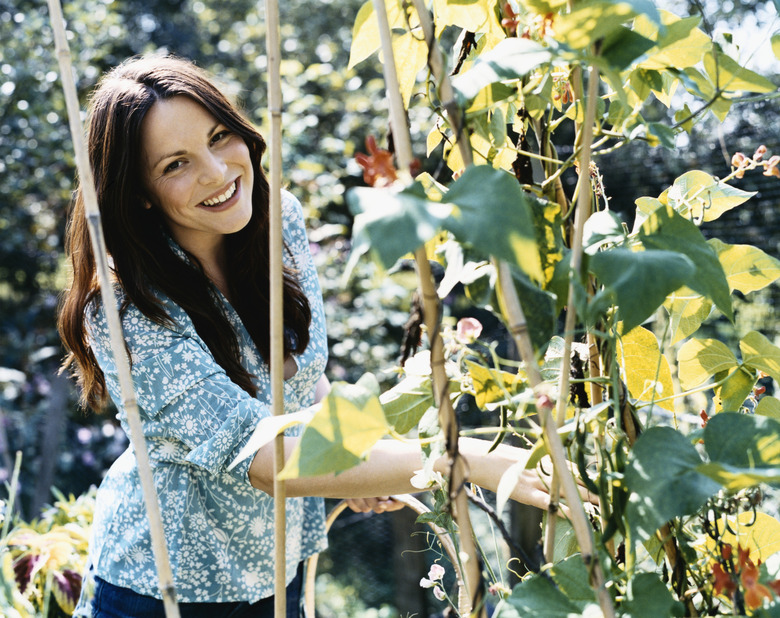 Smiling Woman Holding a Basket Picks Broad Beans From a Plant in Her Garden