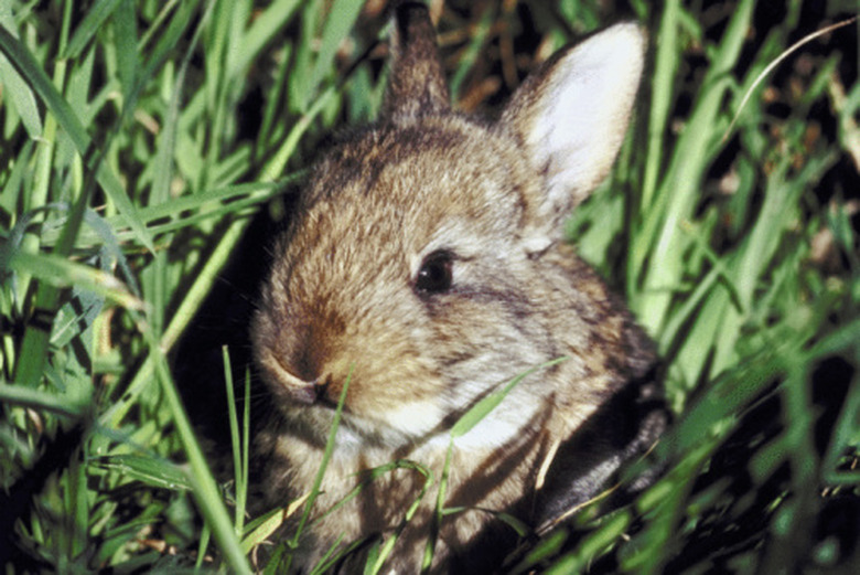 Do Rabbits Live in Holes in the Ground?