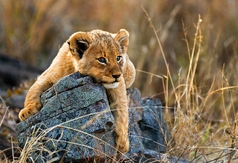 A lion cub, Panthera leo, lies on a boulder, draping its fron legs over the rock, looking away, yellow golden coat