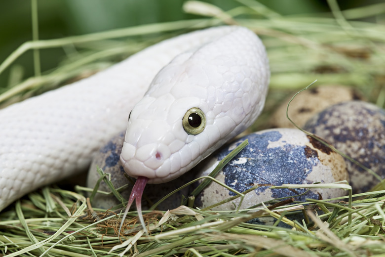 Texas rat snake in a bird's nest