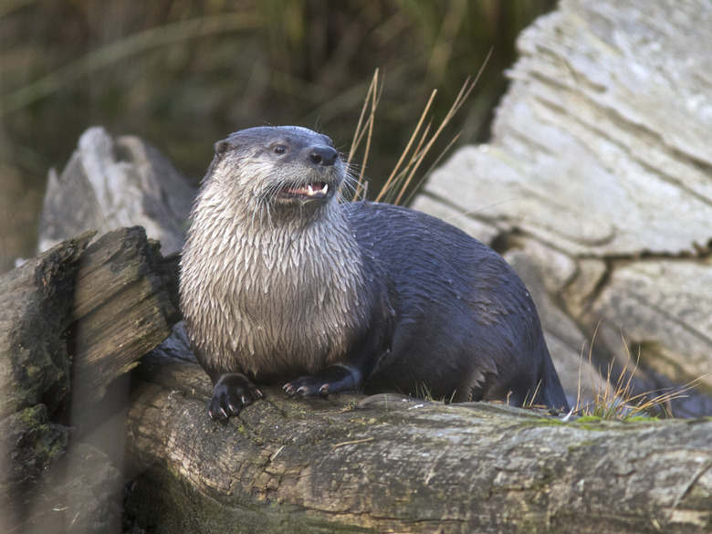 River Otter