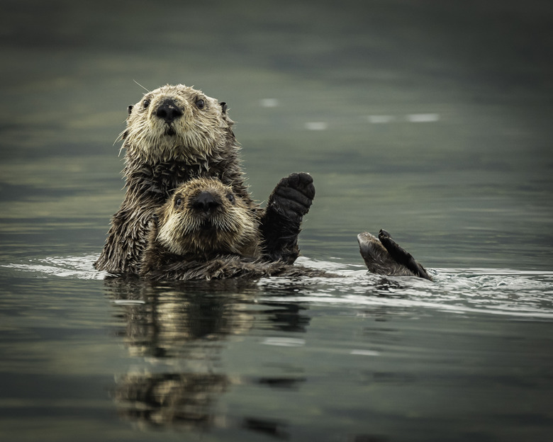 Sea Otters