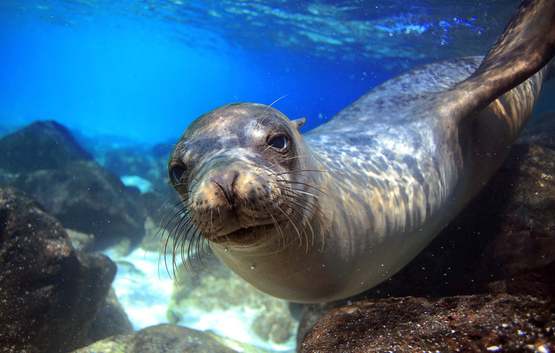 Curious sea lion underwater