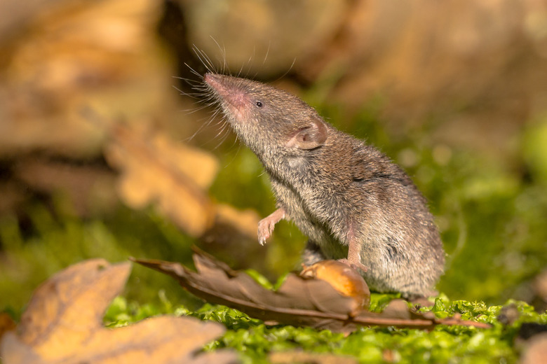 Crocidura Shrew walking on forest floor