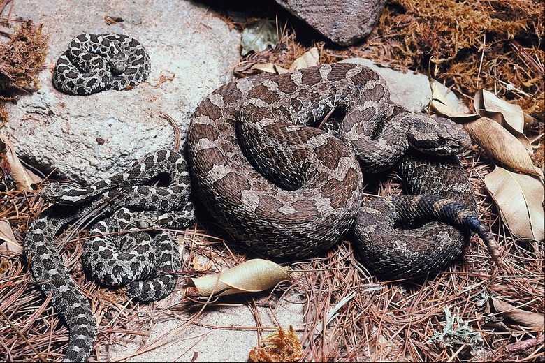 A Rattle Snake Den