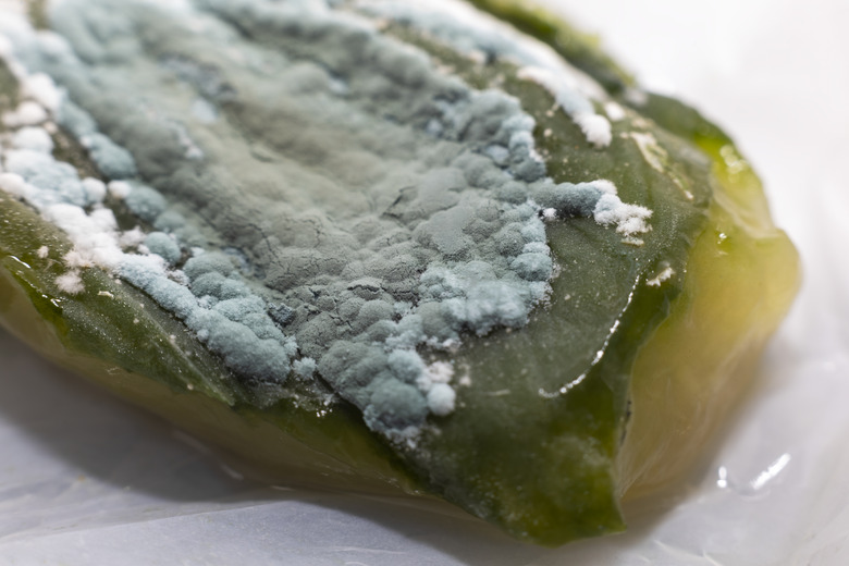 Old rotten cucumber with mold