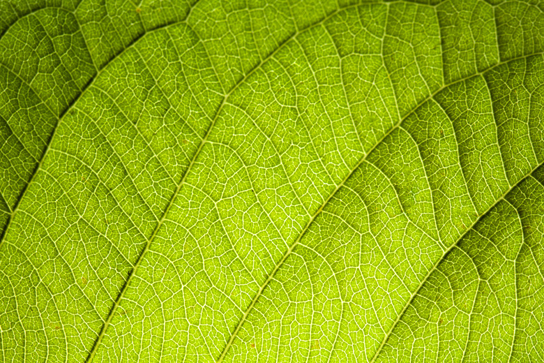 green leaf vein texture