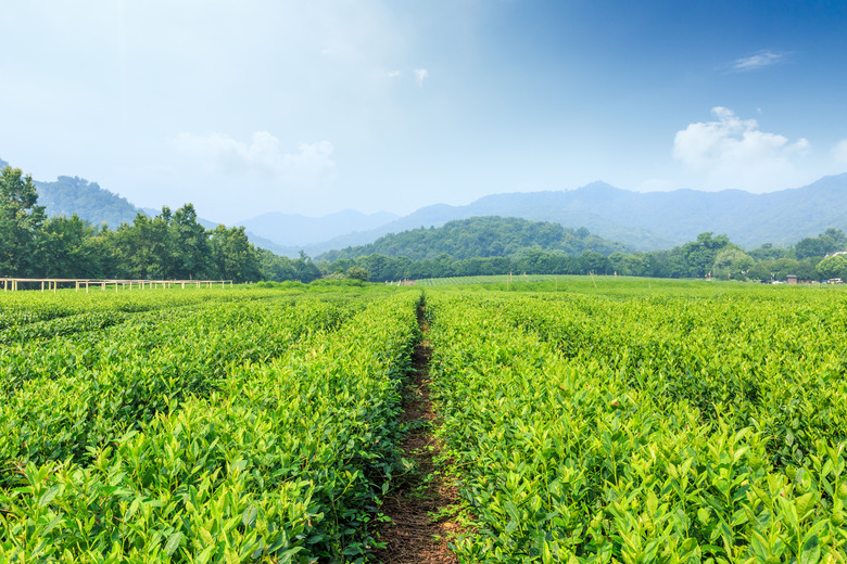 How Do Plants Store Energy During Photosynthesis?