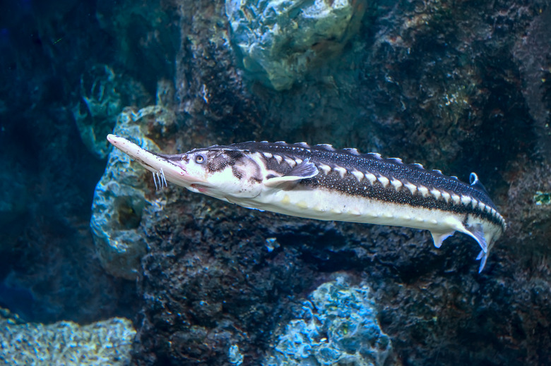 Starry Sturgeon (Acipenser stellatus) fish