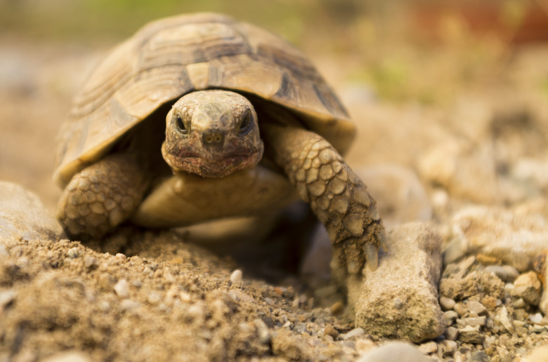 Tortue terrestre