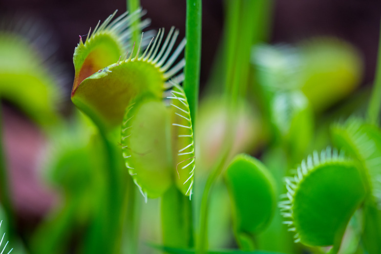 Trap leaf of dionaea muscipula carnivorous plant. Closeup look to leaves and insect inside.