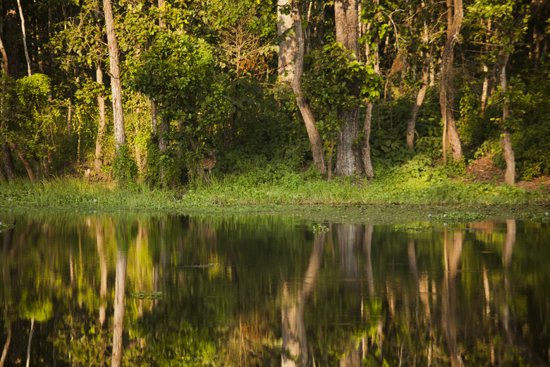 Early morning reflections