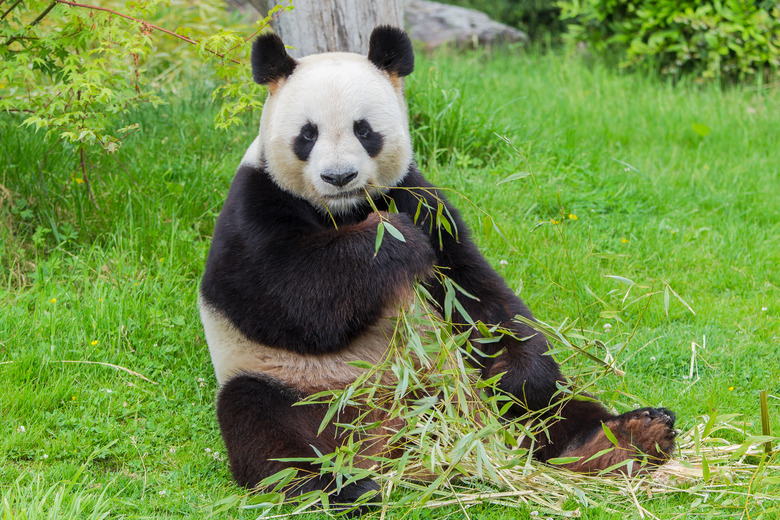 Giant panda in zoo