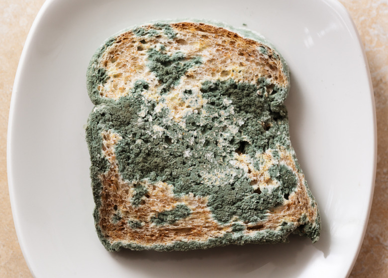 Blue mould covers slice of very stale bread