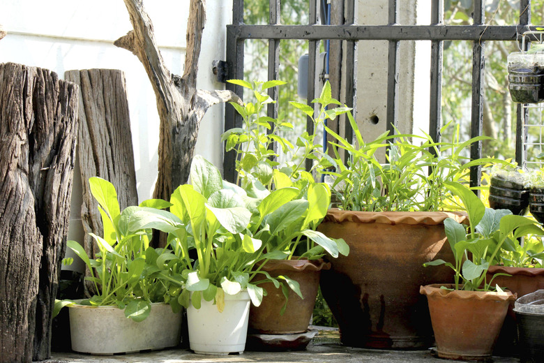 potted vegetables