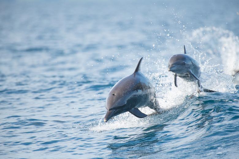 Pantropical Spotted Dolphin