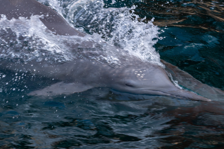 Close up of Indo-pacific humpback dolphins (sousa chinensis) in Musandam, Oman near Khasab in the Fjords jumping in and out of the water by Dhow Boats.