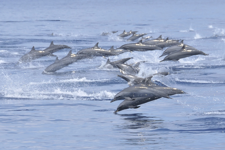 Dolphins in ocean