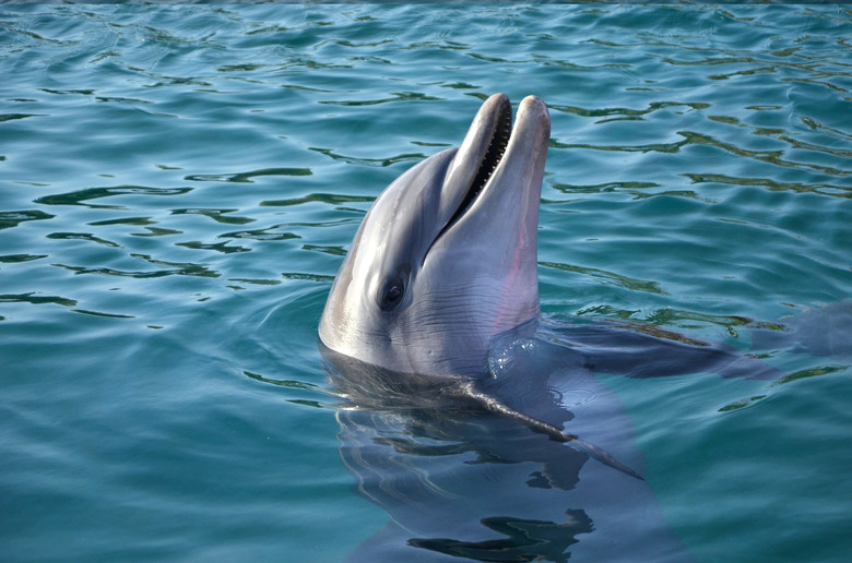 marine animals, dolphin, joy, water, nature, head, happy, sea, underwater, smile, pool, animal, ocean, wildlife, mammal, marine, teeth, nose, aquatic, atlantic, blue, playful, beauty, summer, marine life, red sea, funny