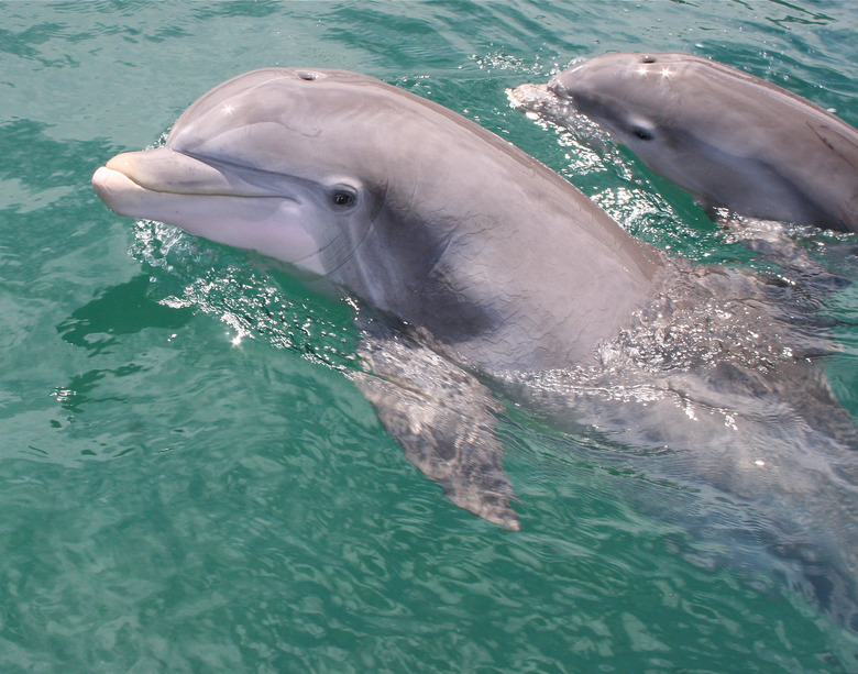 Mother and Baby Dolphin