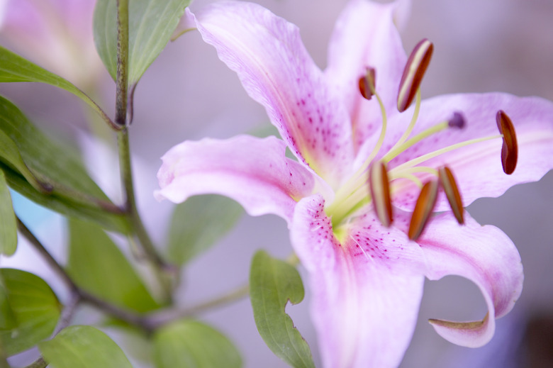 Stamen of flower