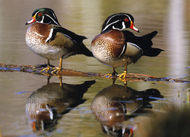 Pair of wild birds