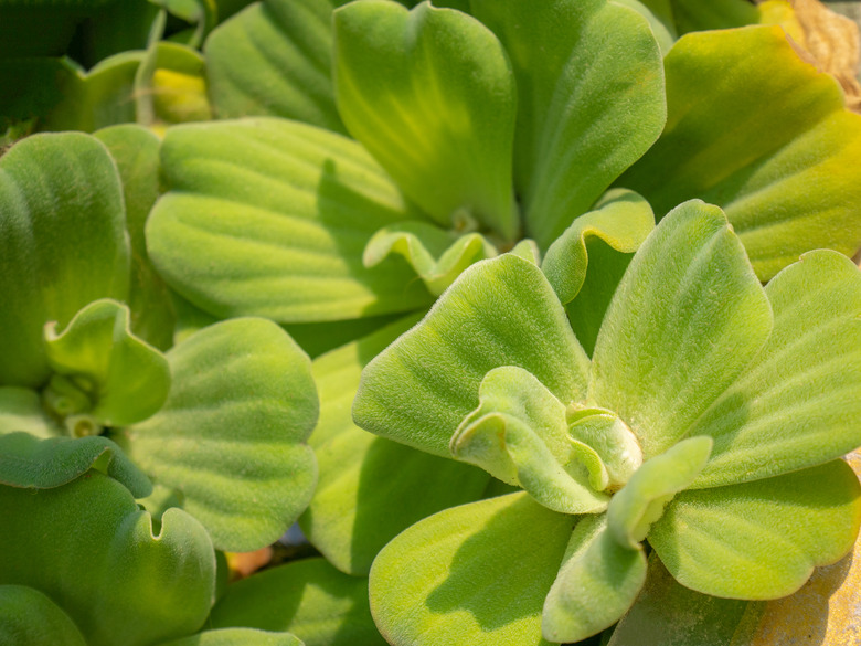 close up duckweed in sunny day