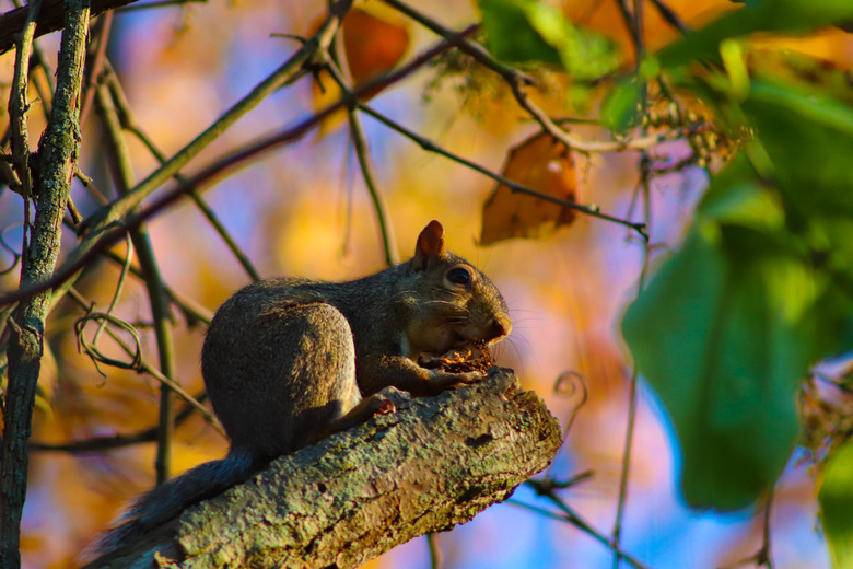 Squirrel