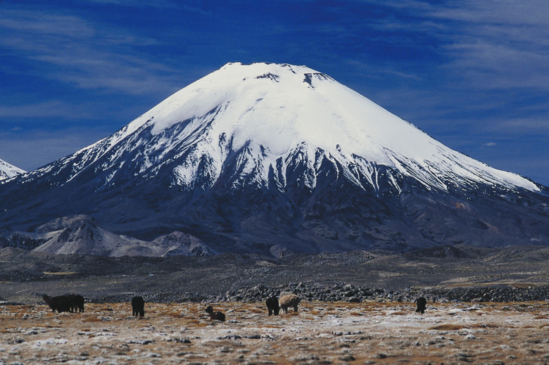 Animals grazing in Lauca National Park