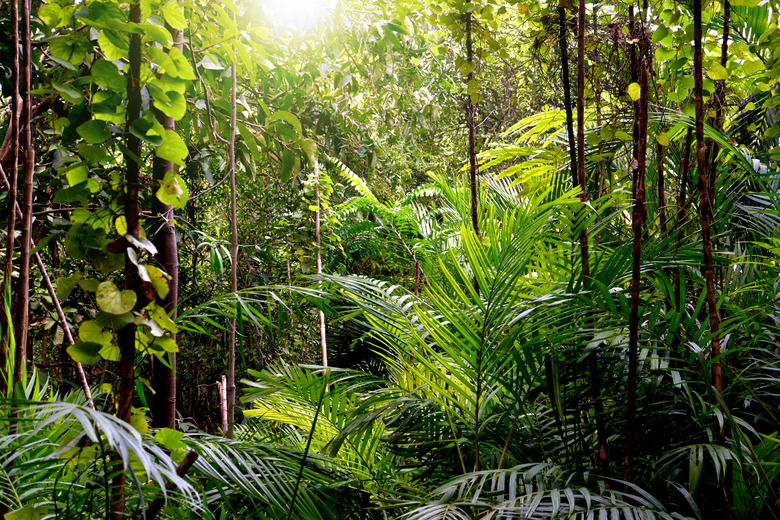 Jungle background, Krabi, Thailand