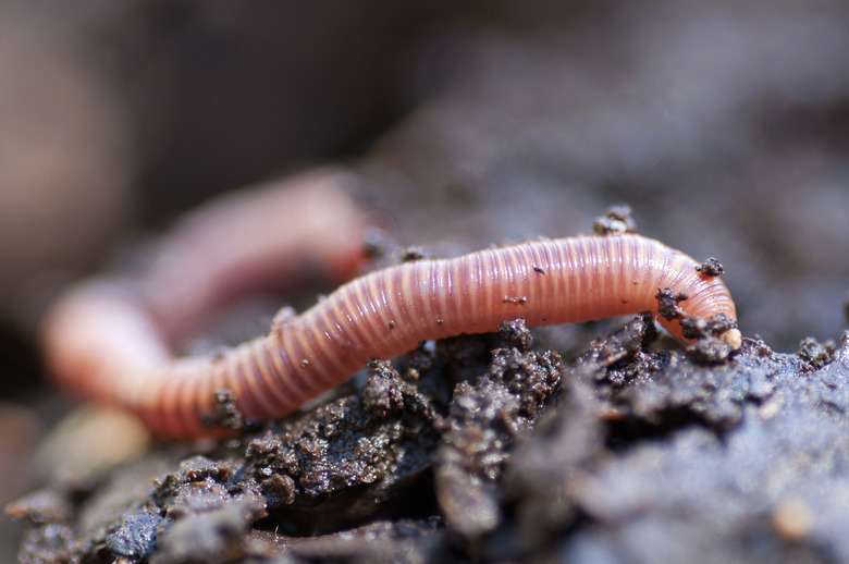 Earthworm in damp soil