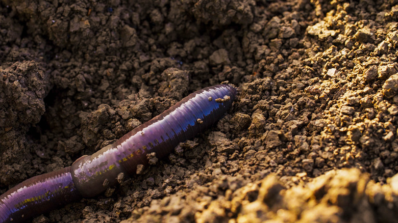 Large earthworm on the ground wriggles and crawls.