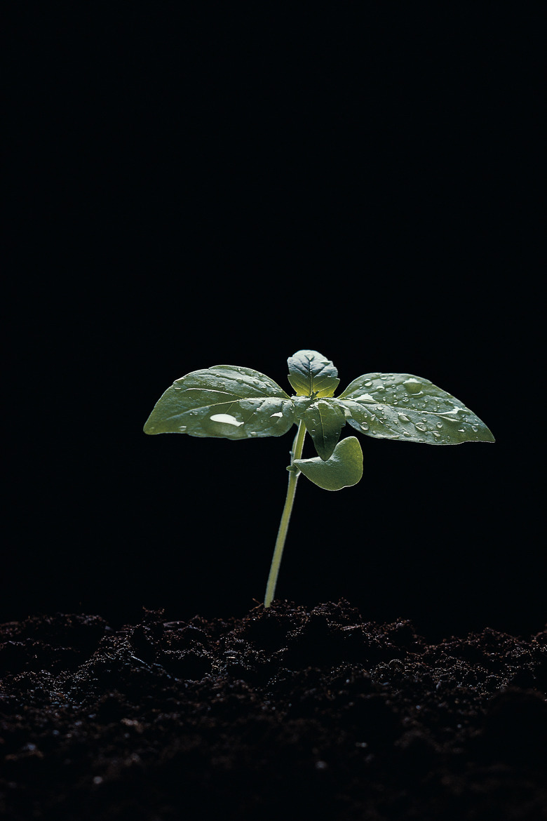 Soy bean seedling