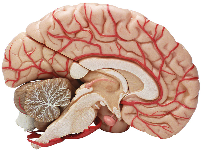 Brain, cross-section