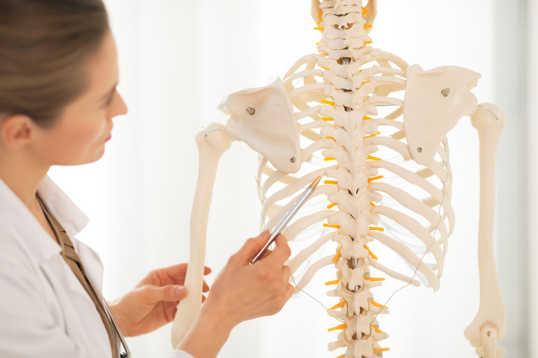 Doctor woman pointing on spine of human skeleton. Closeup