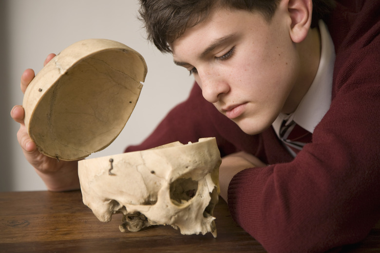 Teenage boy looking in skull