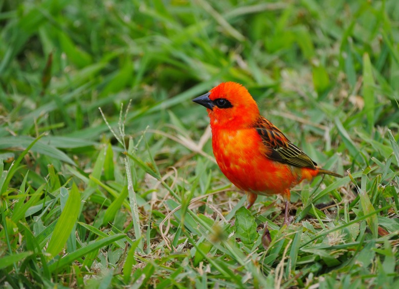 Red Bird perching in natural environment