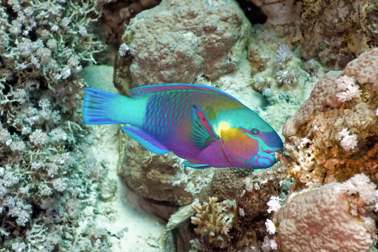 Underwater profile of rainbow colored Parrotfish