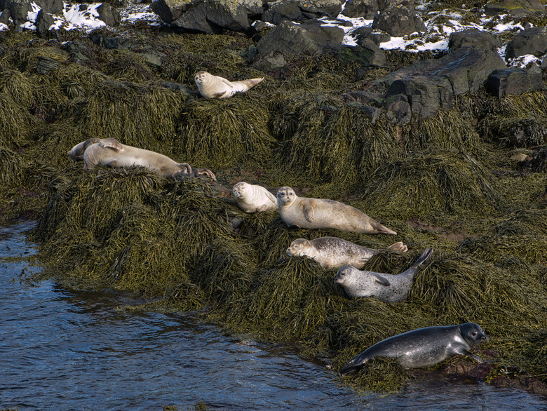 Several seals sunbathe in a small bay