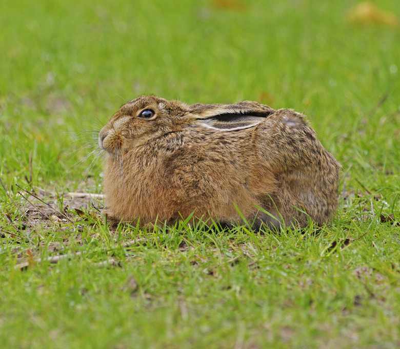 Hare [Lepus europaeus]