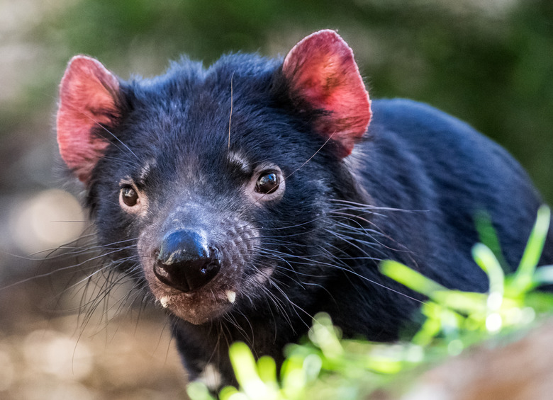 Tasmanian Devil