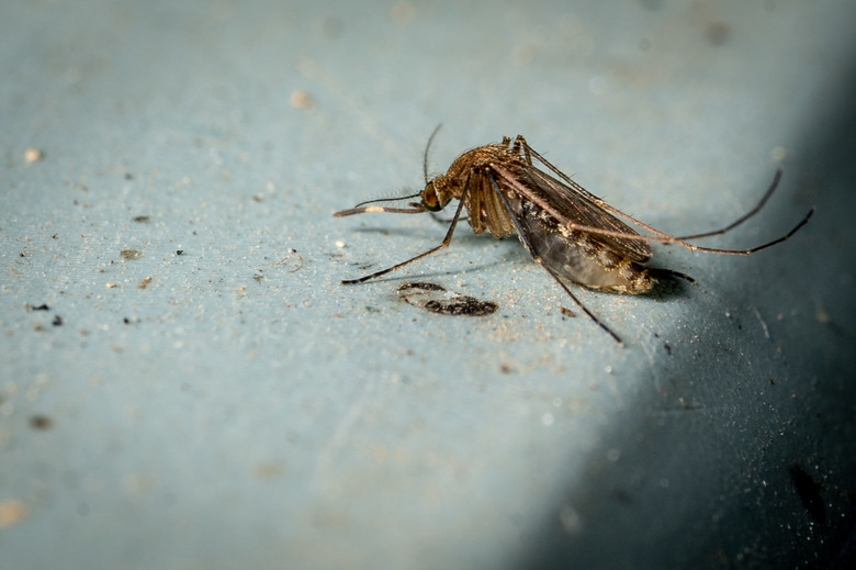 Mosquito on old plastic