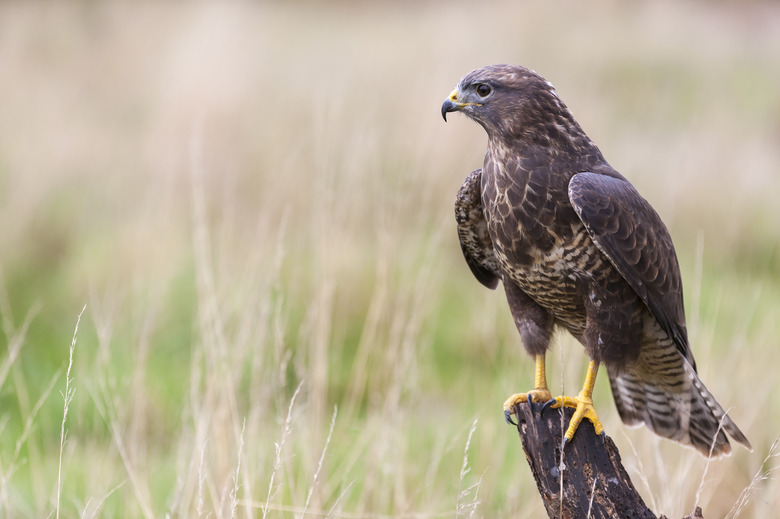 Buzzard sitting on a Tree Stump