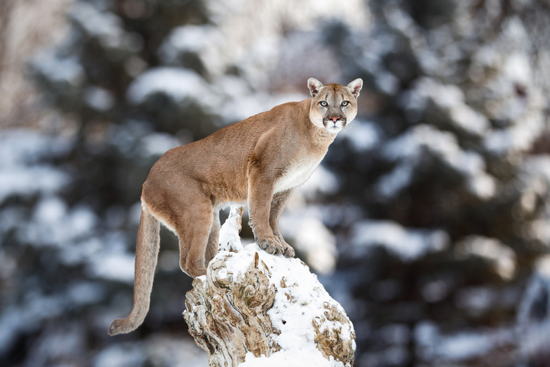 Portrait of a cougar, mountain lion, puma, panther