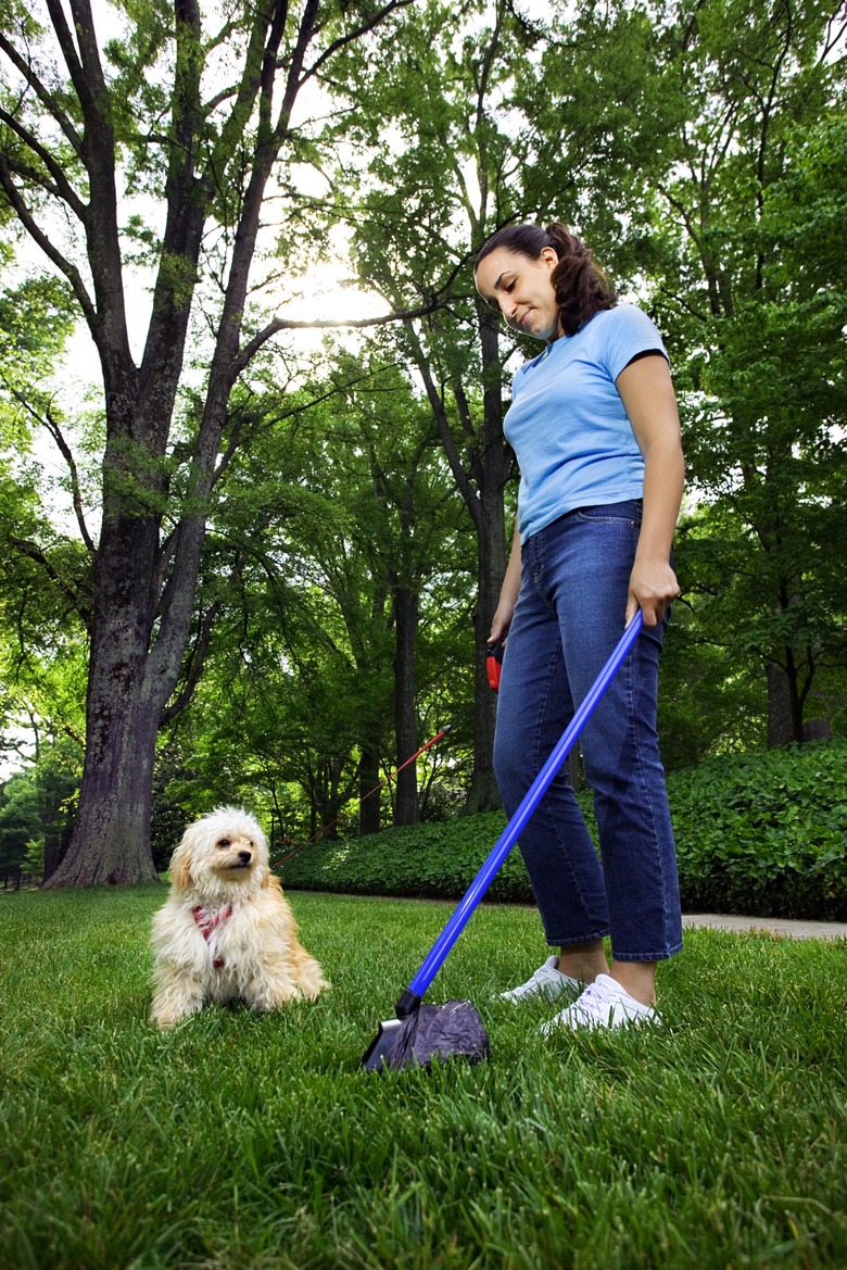 Woman using pooper scooper in grass while dog watches