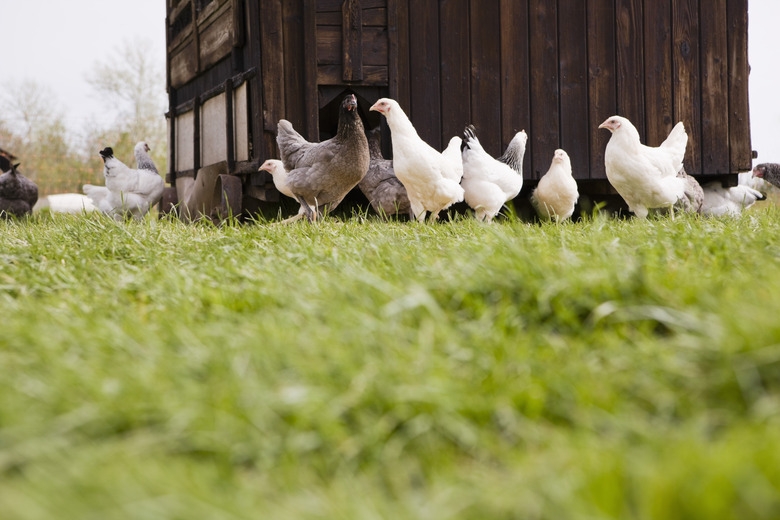 Free range chickens