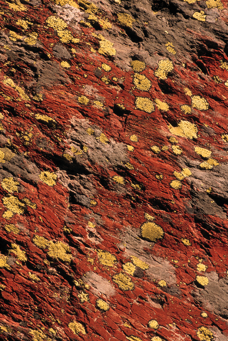 Moss and lichen on rocks